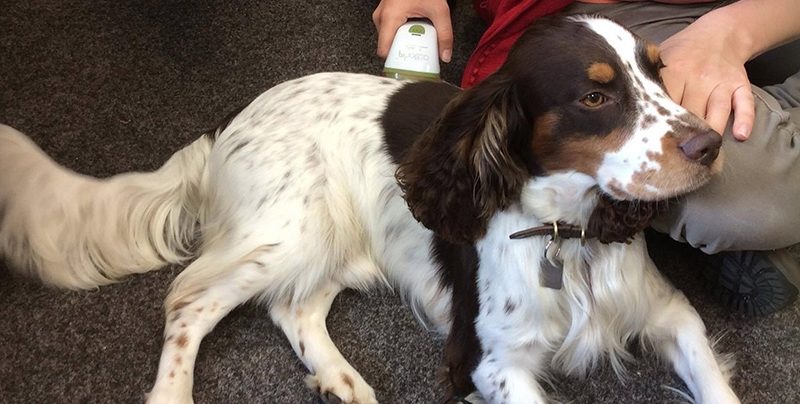 Dog Arthritis Treatment