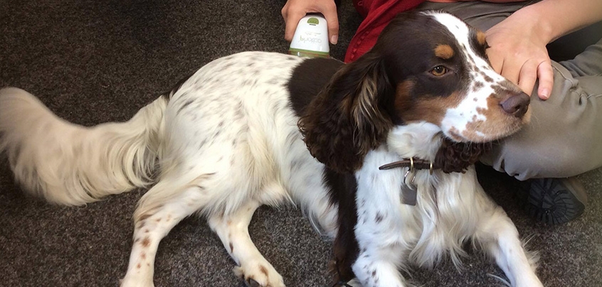 Dog Arthritis Treatment